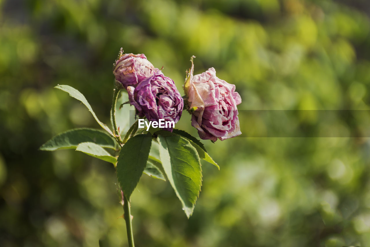 CLOSE-UP OF PINK ROSE BUD