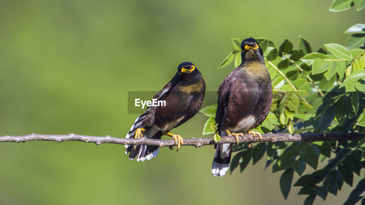 CLOSE-UP OF BIRDS PERCHING ON TREE