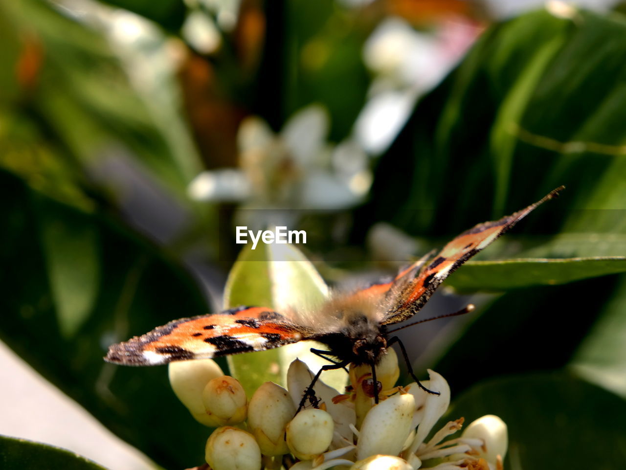 CLOSE-UP OF INSECT ON FLOWER