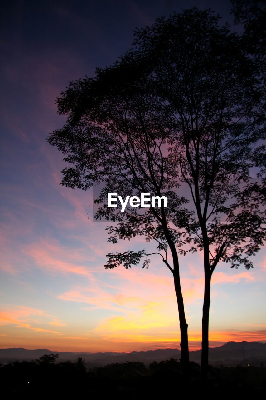 Silhouette tree against dramatic sky during sunset