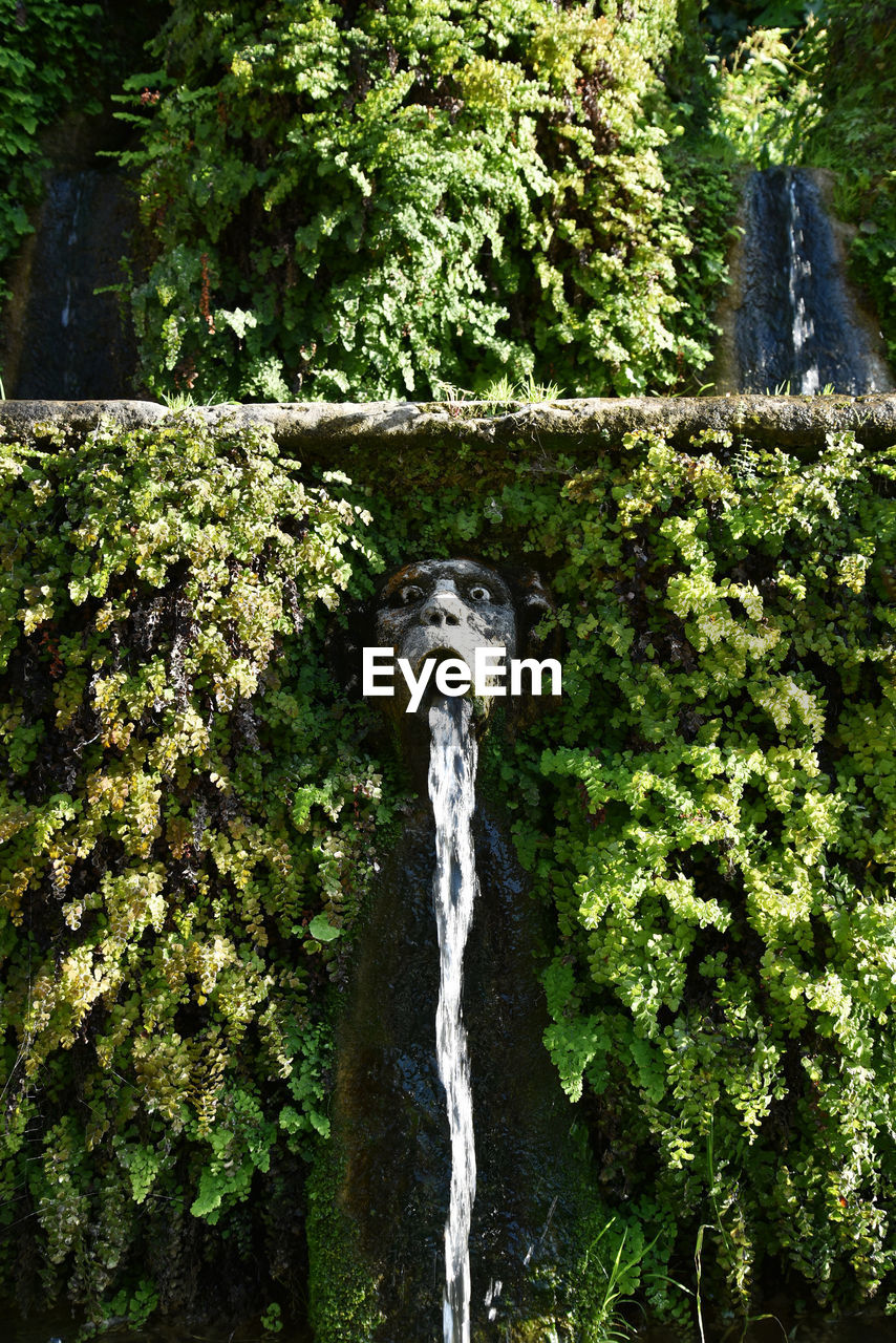 CLOSE-UP OF WATER FLOWING THROUGH PLANTS