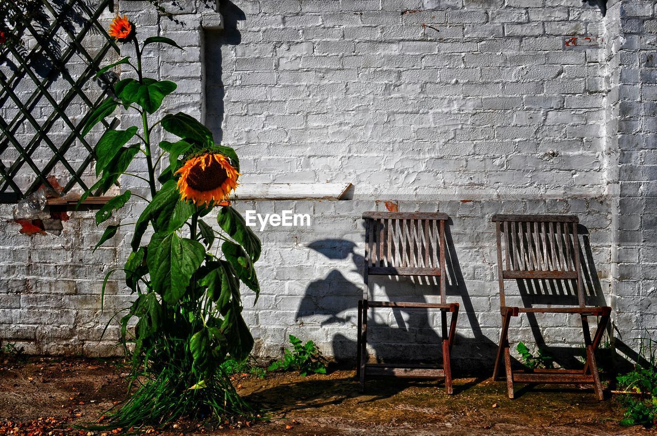 Empty chairs by sunflower plant against brick wall