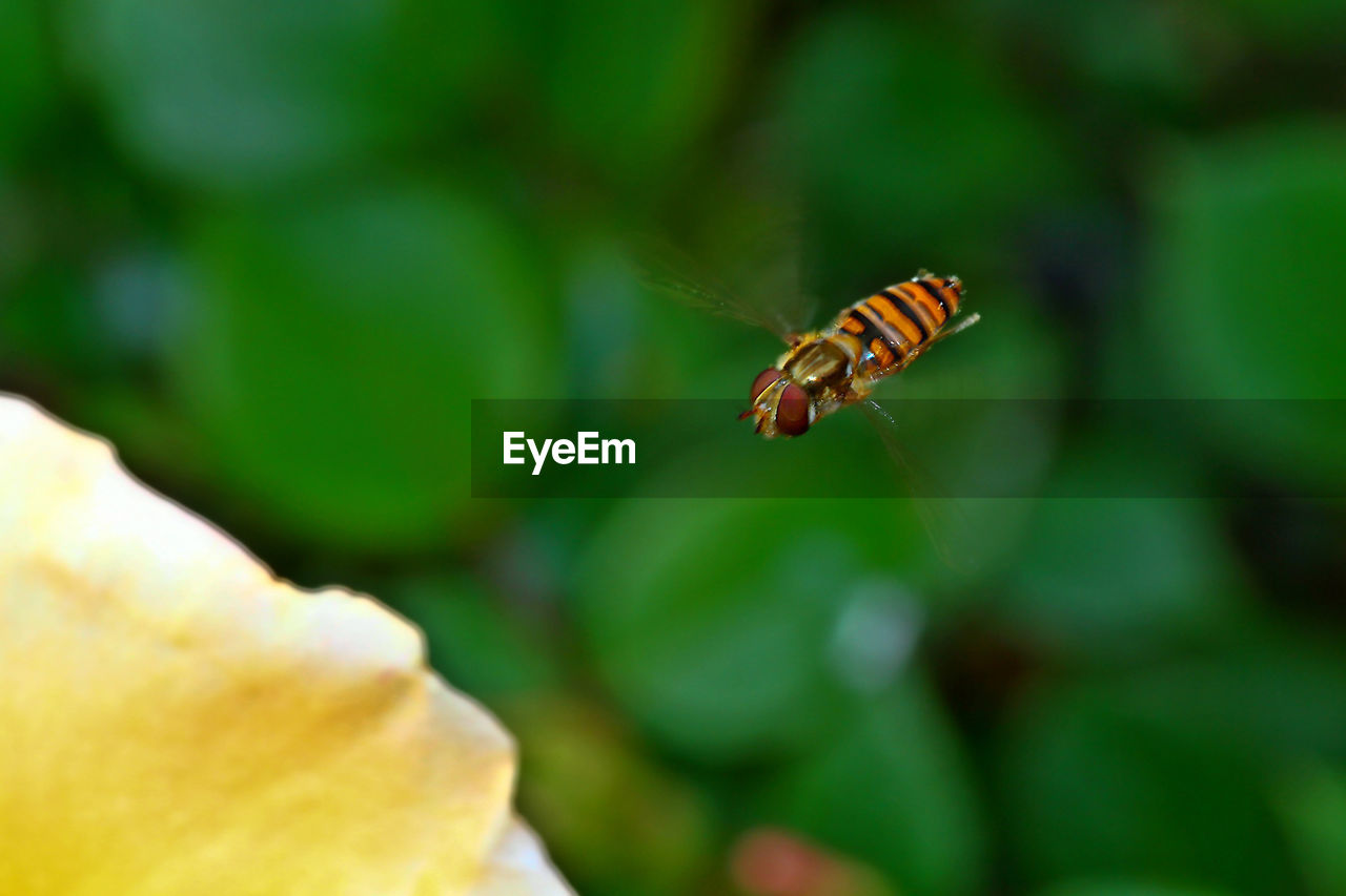 CLOSE-UP OF INSECT ON YELLOW LEAF