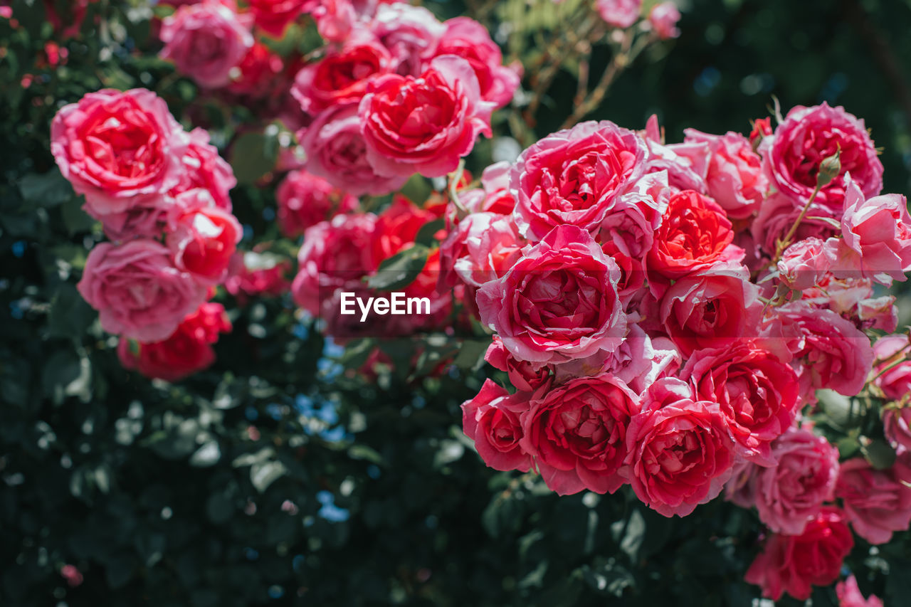 CLOSE-UP OF RED ROSE BOUQUET