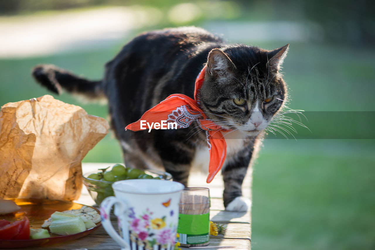 Close-up of a cat looking away