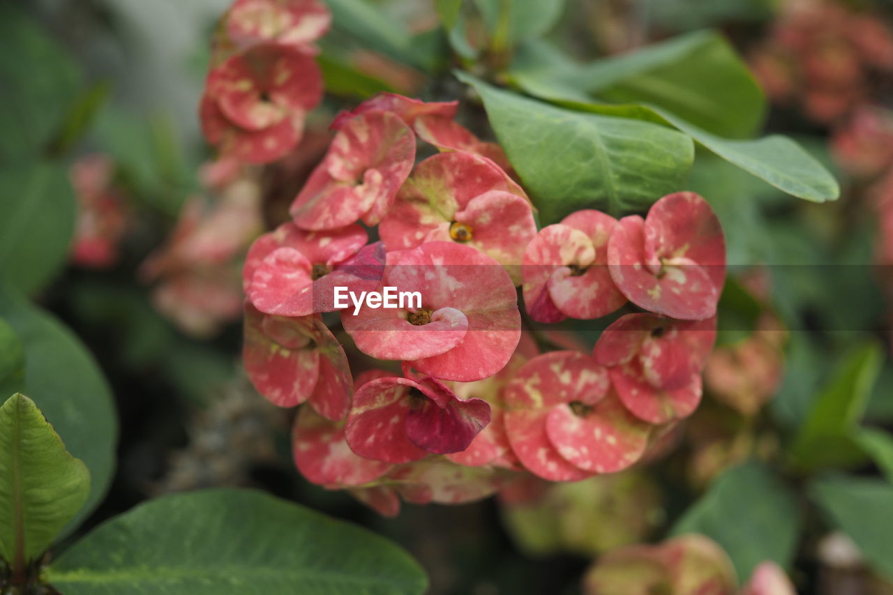 CLOSE-UP OF PINK ROSE PLANT