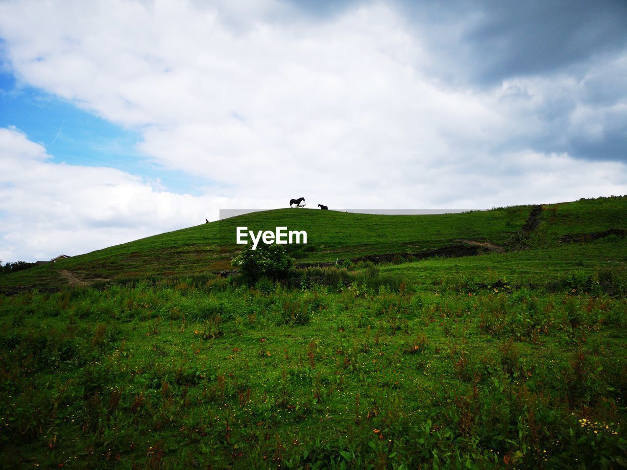 Scenic view of grassy field against sky