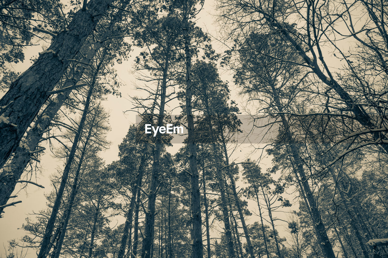 LOW ANGLE VIEW OF TREES AGAINST SKY IN FOREST