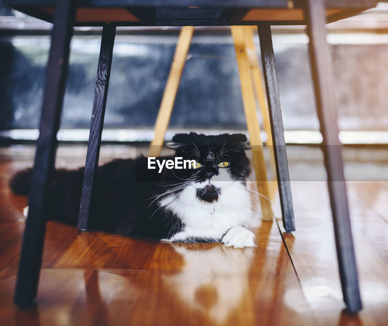 One cute black and white cat is playing under the wooden table.