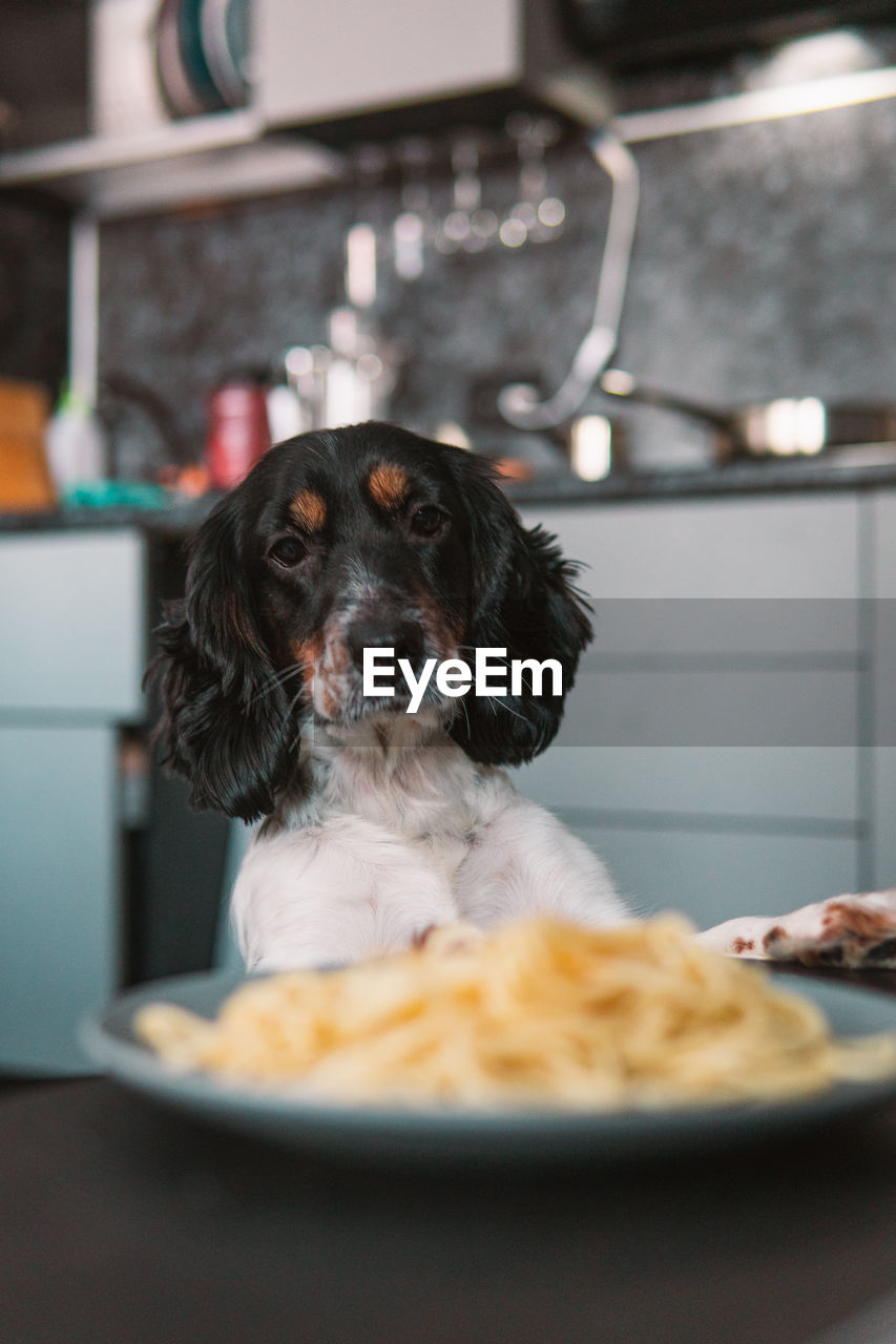 Close-up of a cocker spaniel dog looking at a plate of pasta