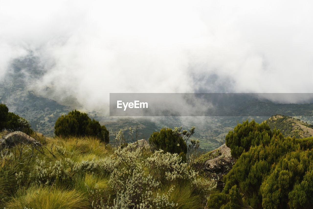 The foggy landscapes in the aberdare ranges on the flanks of mount kenya