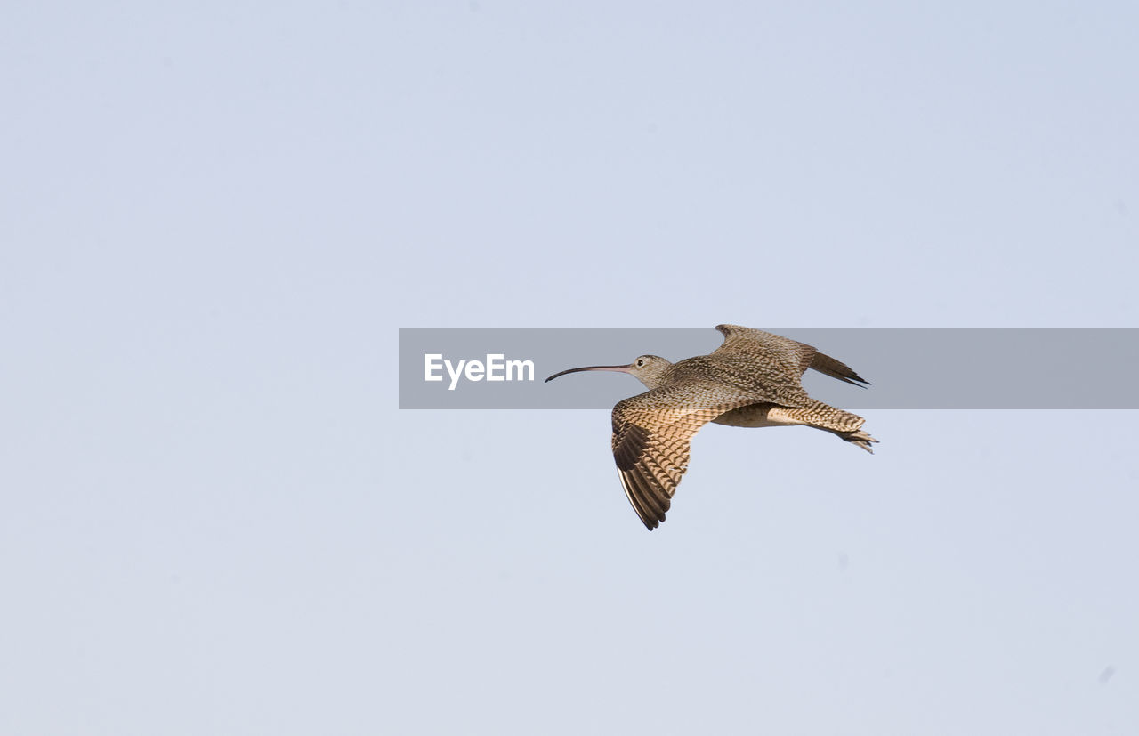 LOW ANGLE VIEW OF A BIRD FLYING IN THE SKY