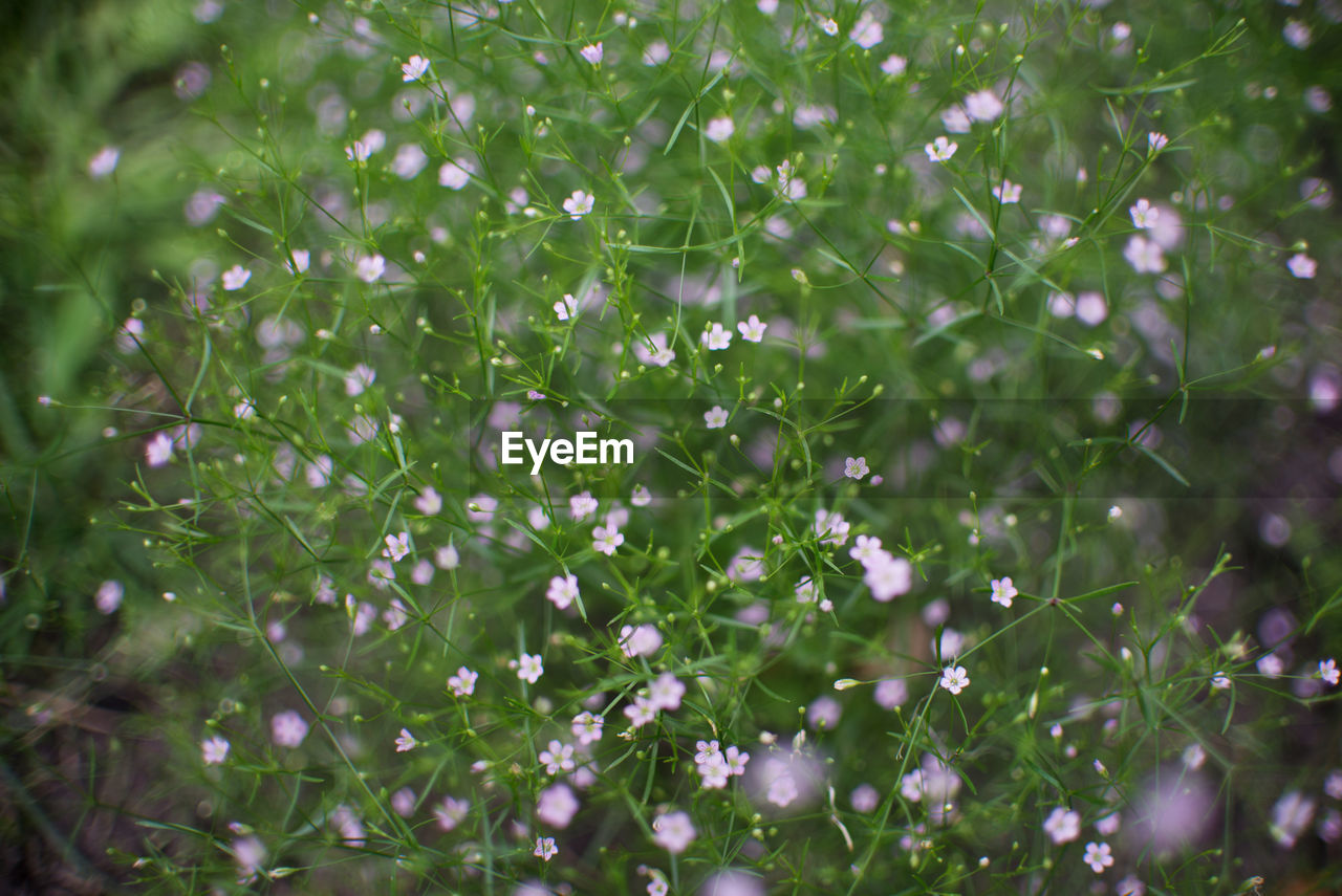 FULL FRAME SHOT OF RAINDROPS ON PLANTS