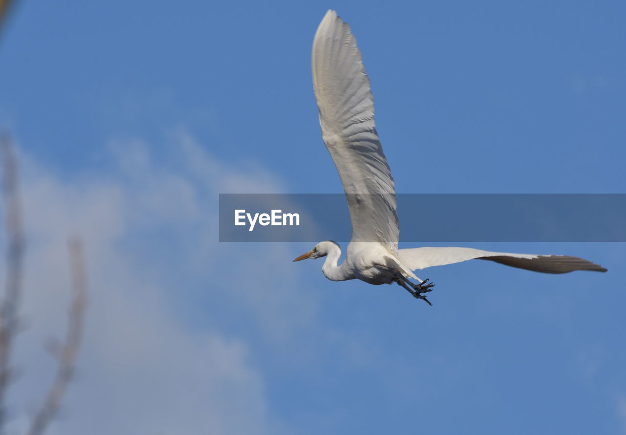 Low angle view of egret flying against sky