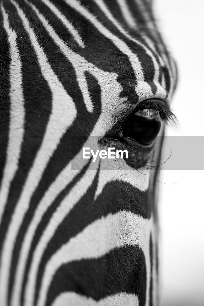 Close-up of a zebra