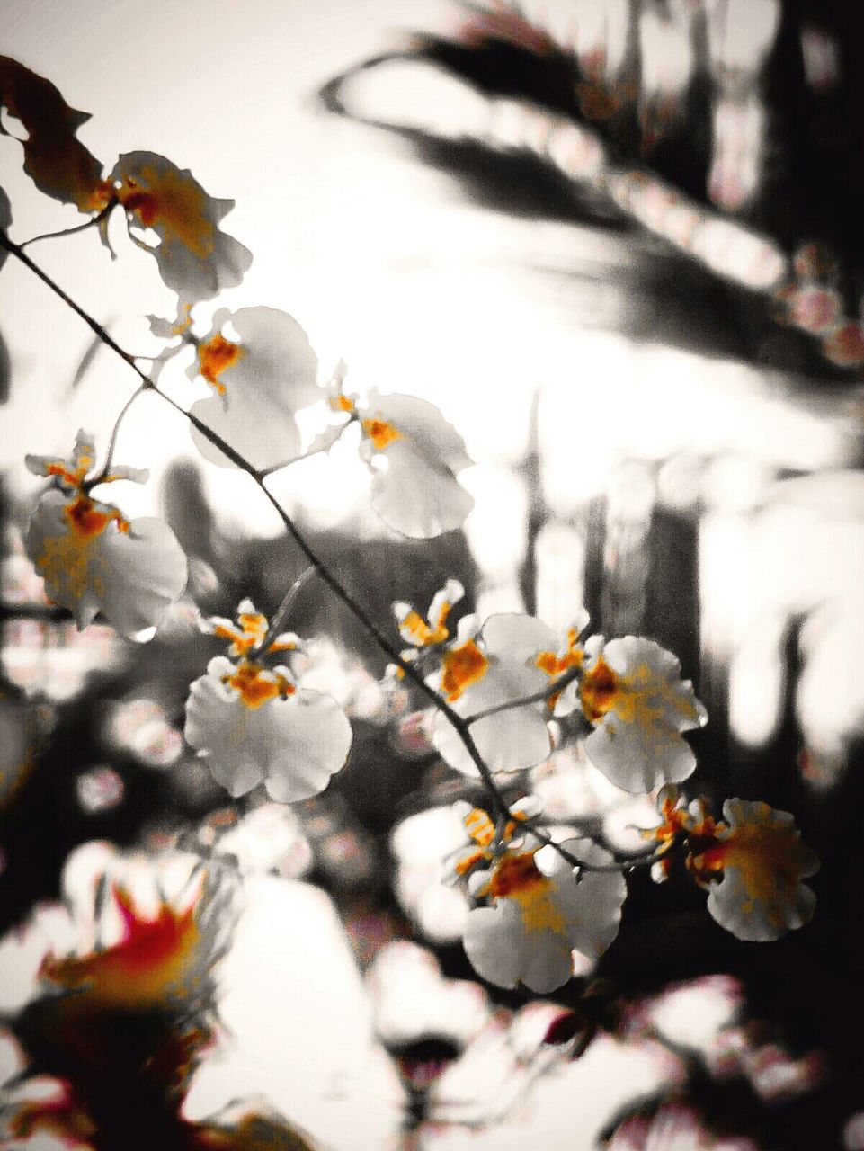 CLOSE-UP OF WHITE FLOWERS