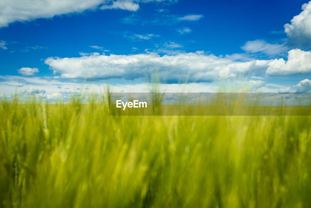 VIEW OF WHEAT FIELD AGAINST SKY