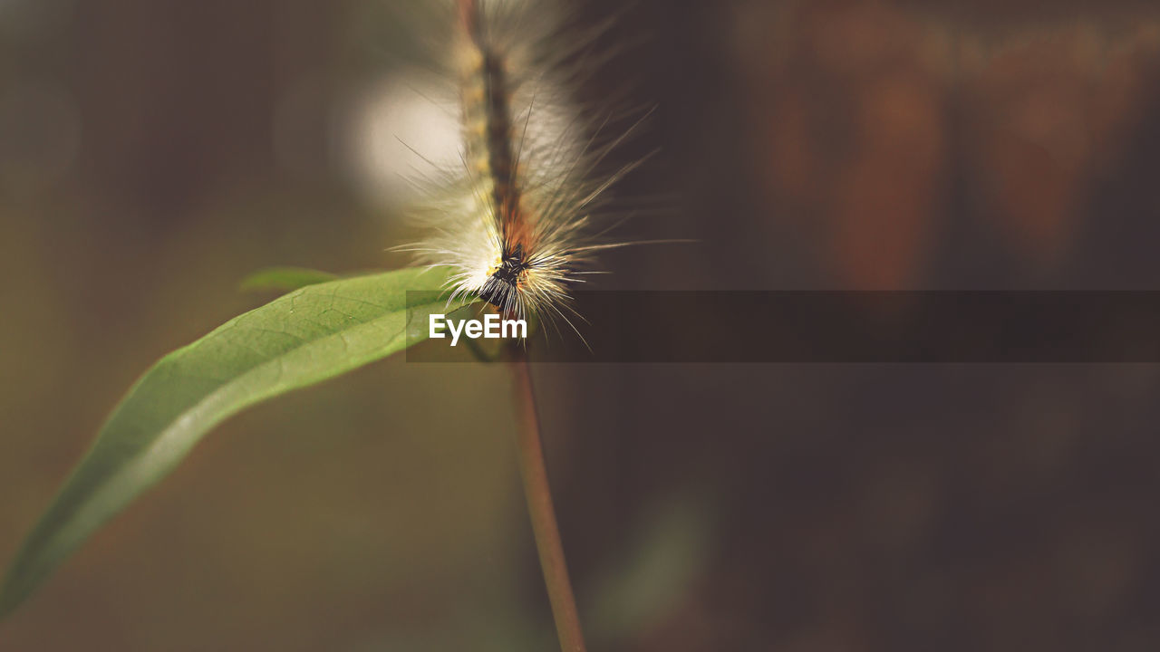 CLOSE-UP OF HOUSEFLY ON A PLANT