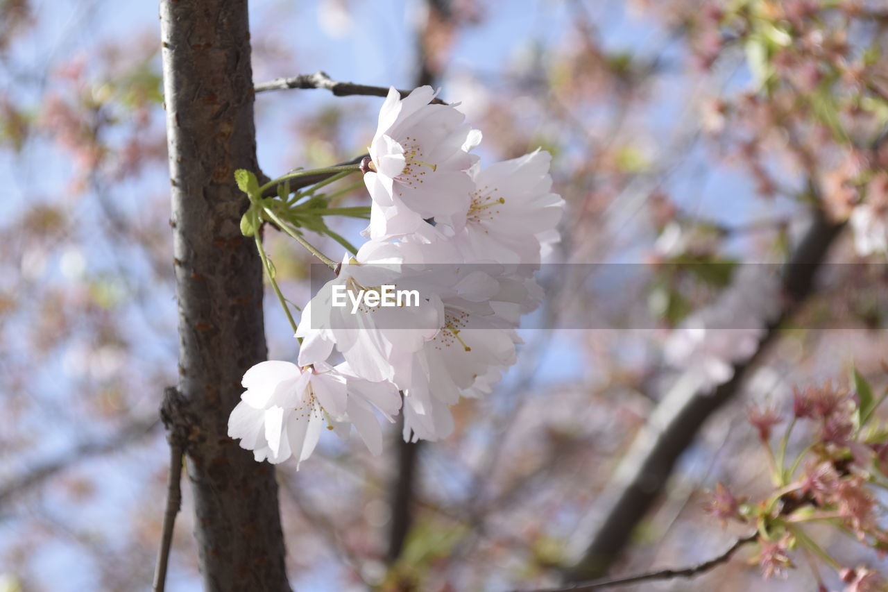 Close-up of apple blossoms in spring