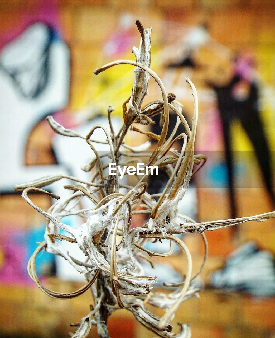 Close-up of dried plant