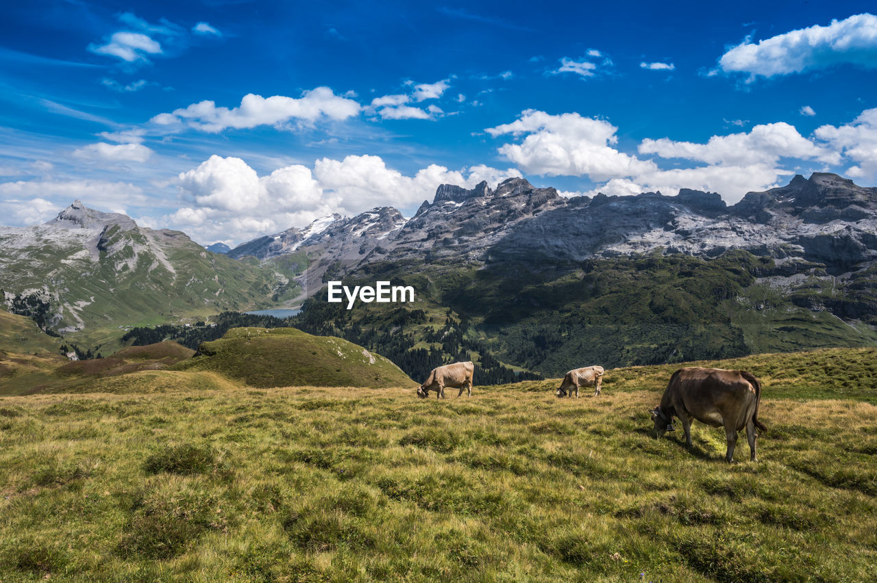 Cows at wandertrail horizontweg from alpen tower to engstlenalp, along gental, switzerland