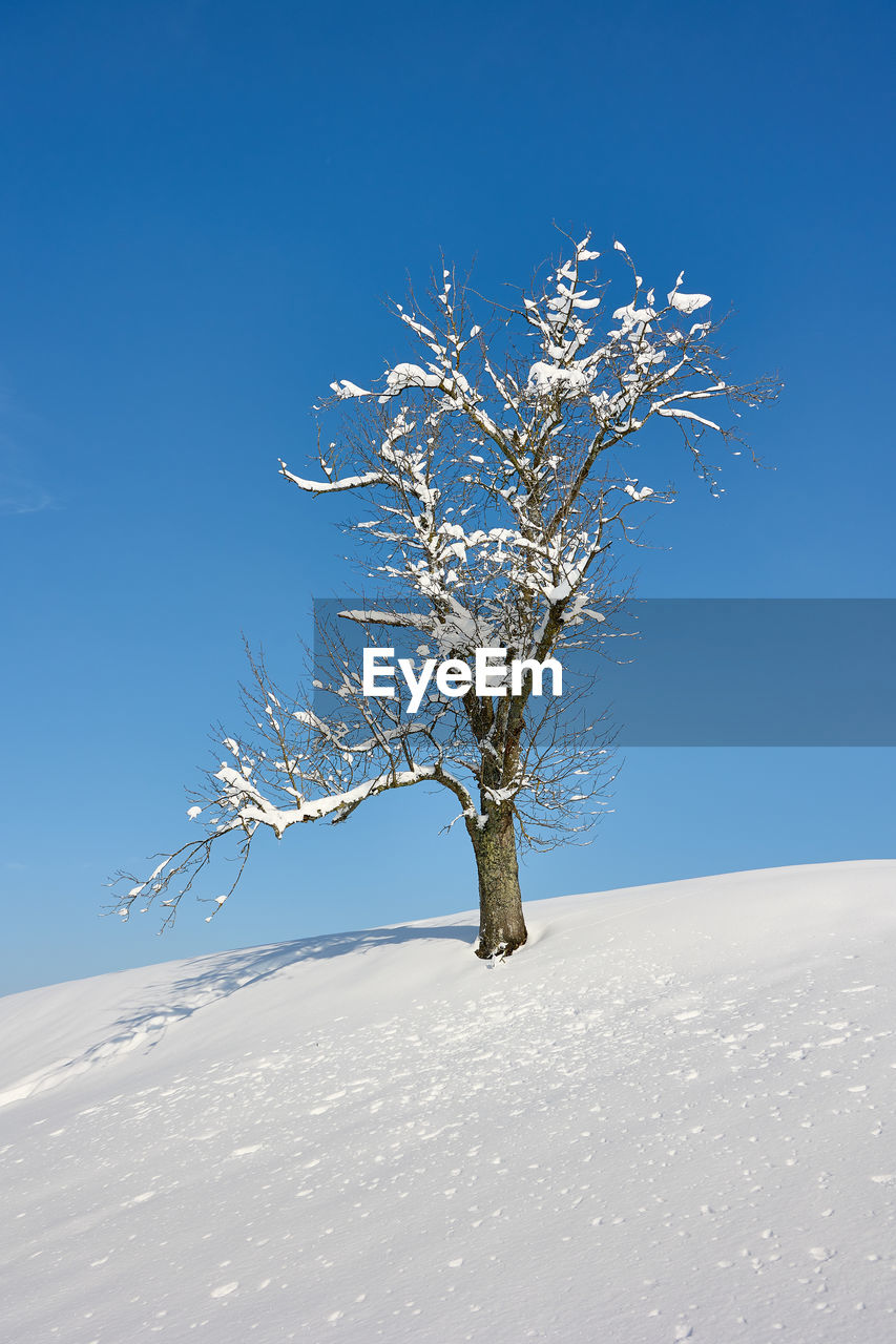 BARE TREE ON SNOW COVERED LAND AGAINST SKY