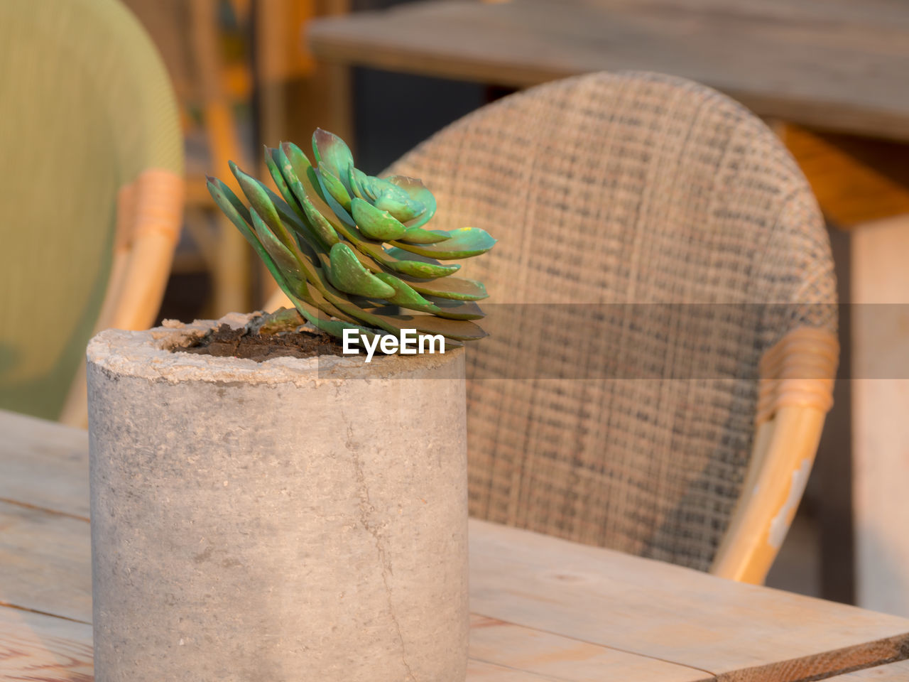 CLOSE-UP OF PLANT ON TABLE