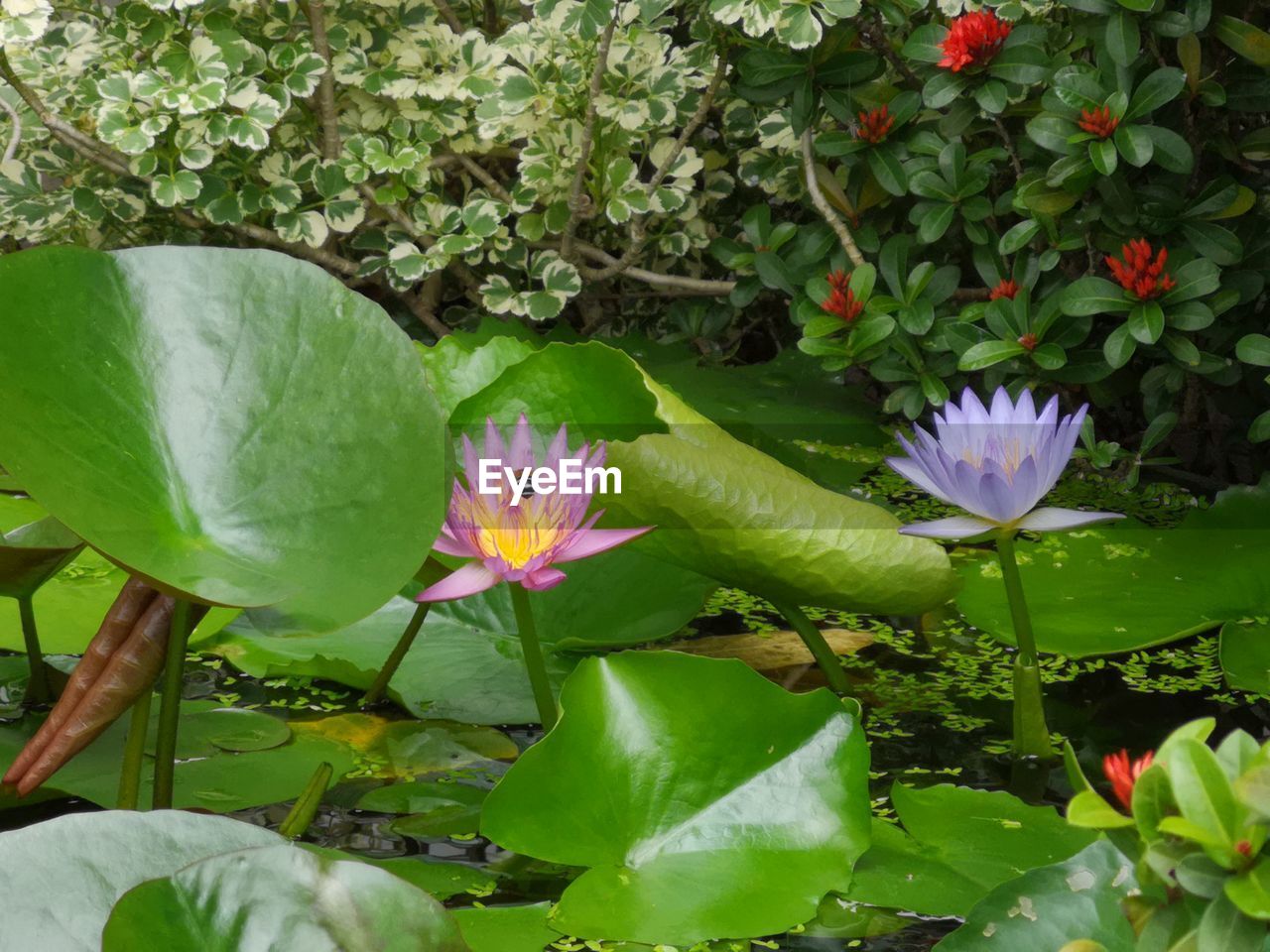 CLOSE-UP OF FRESH PURPLE WATER LILY IN GARDEN