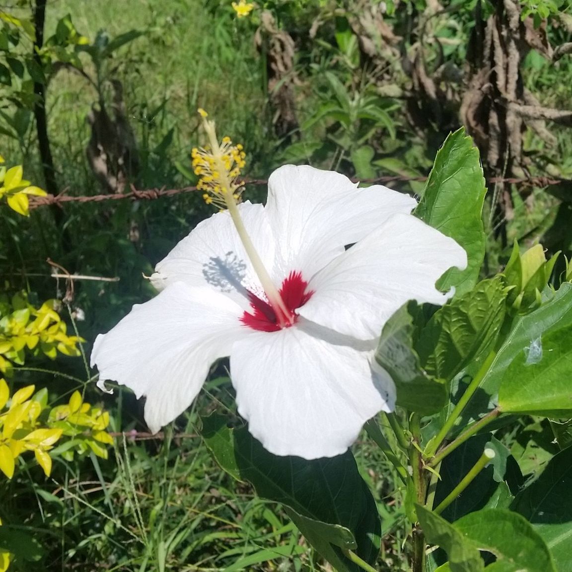 Close-up of white hibiscus blooming outdoors