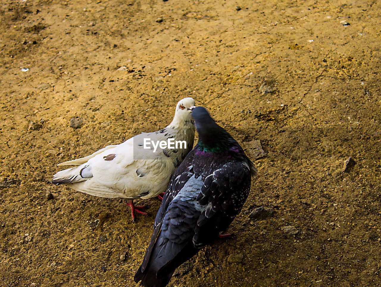 High angle view of pigeons on field