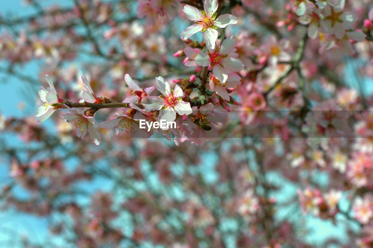 CLOSE-UP OF FLOWERS AGAINST BLURRED BACKGROUND