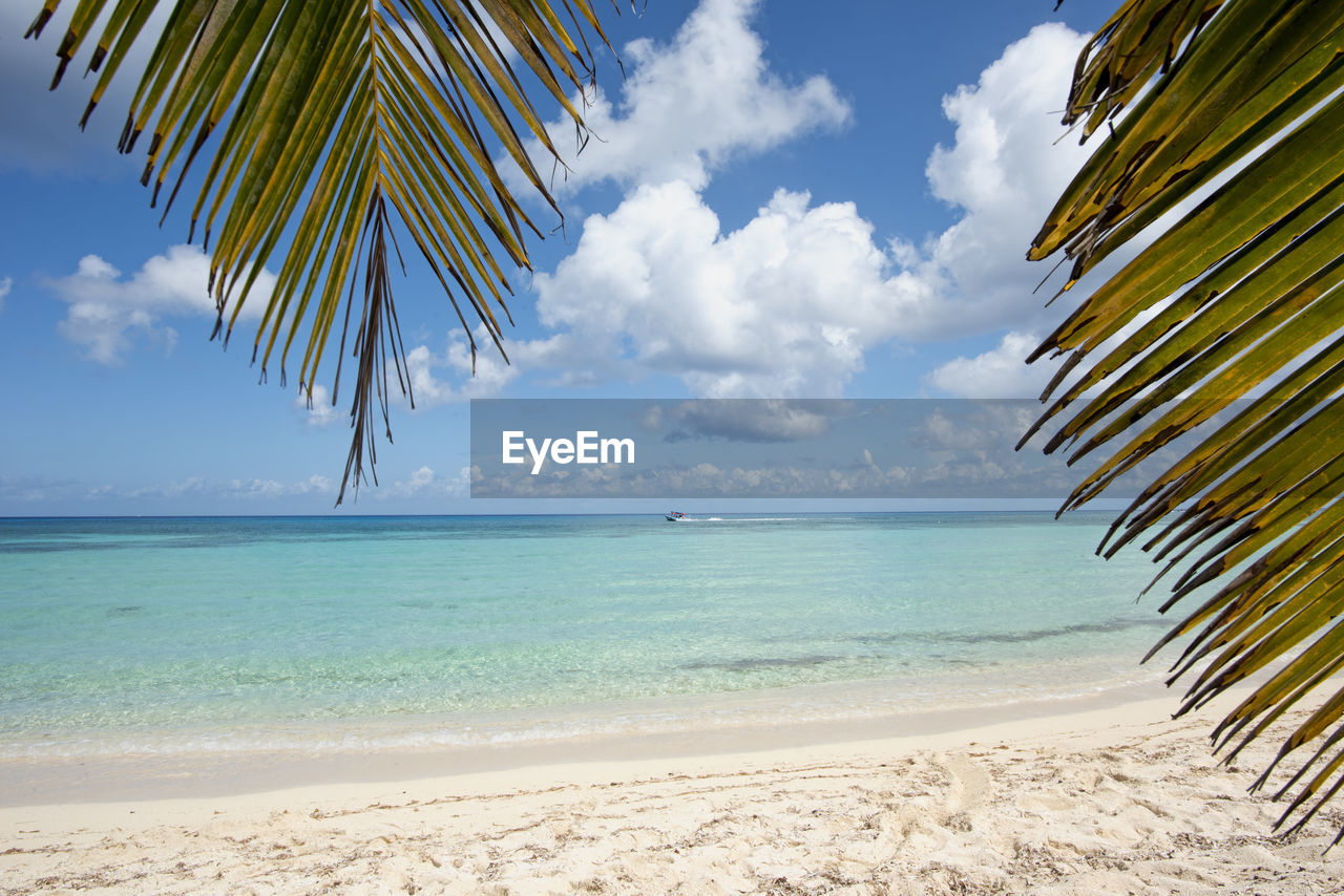 PALM TREE ON BEACH AGAINST SKY