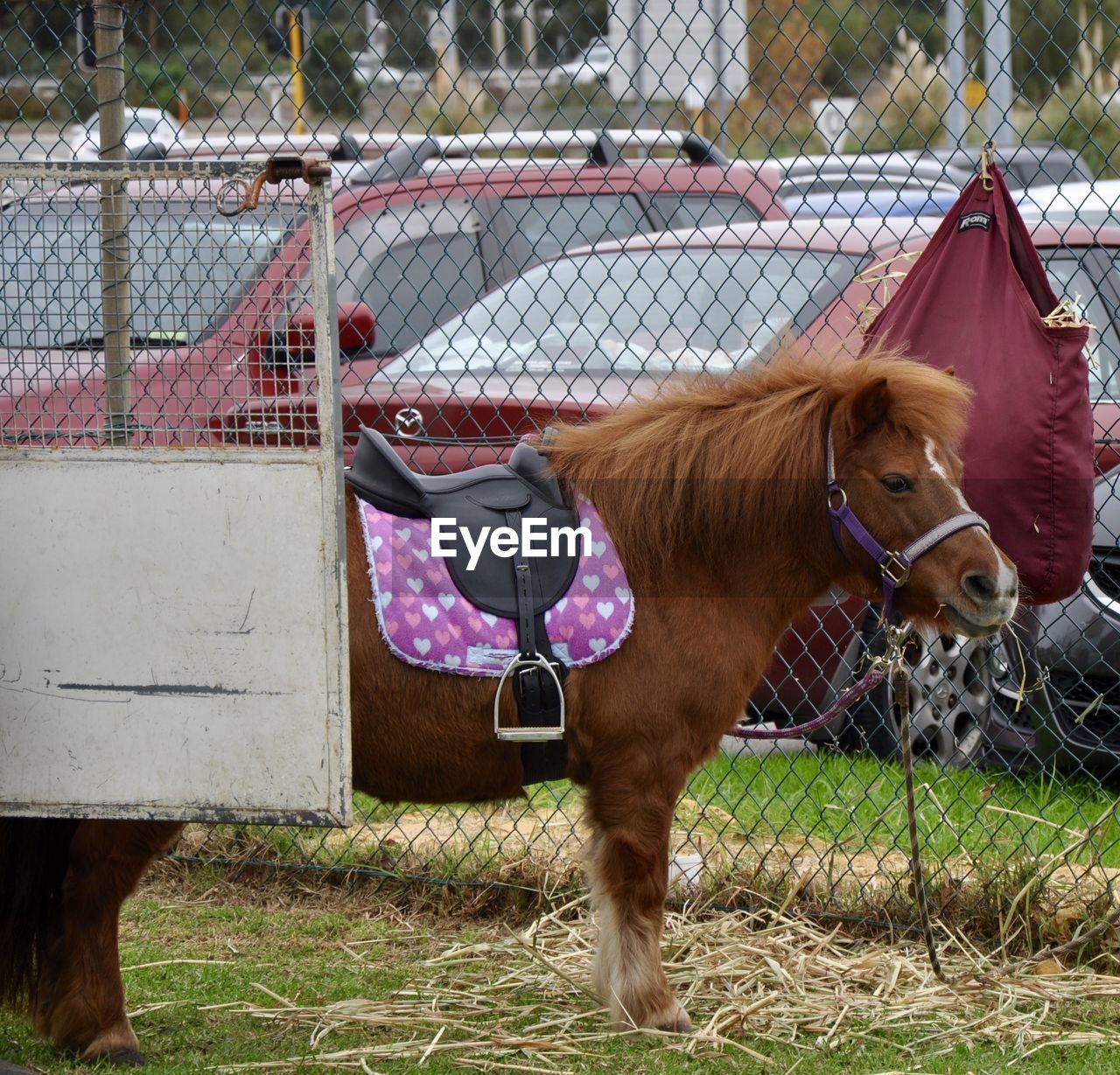 Horse standing on field