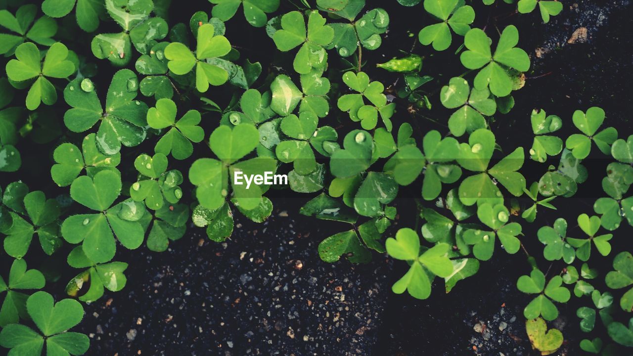 High angle view of plants