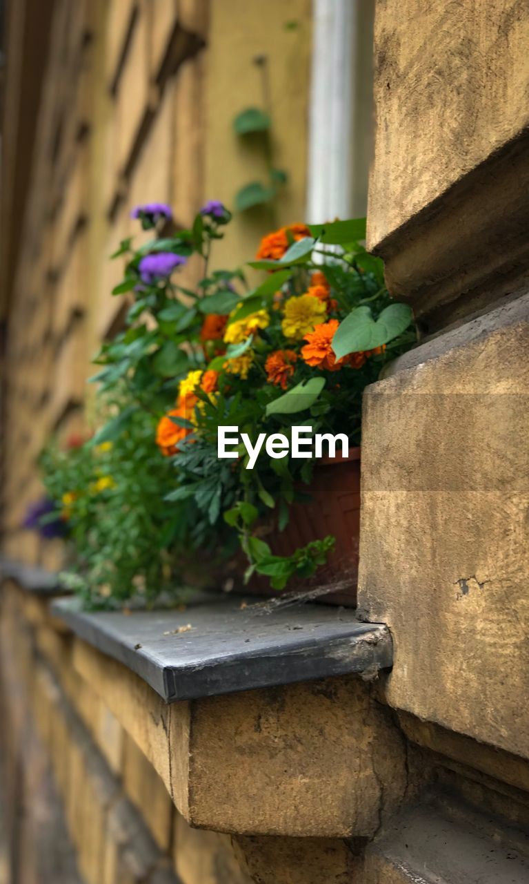 CLOSE-UP OF POTTED PLANT ON STONE WALL