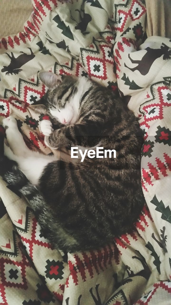 HIGH ANGLE VIEW OF CAT RELAXING ON BED AT HOME