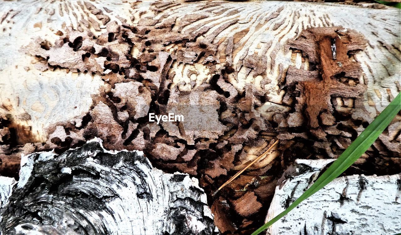 FULL FRAME SHOT OF TREE TRUNK IN FOREST