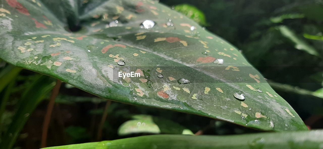 Close-up of raindrops on leaves