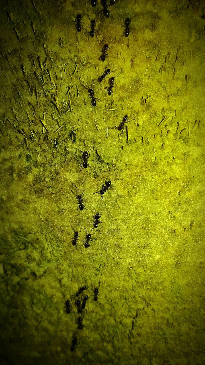 FLOCK OF YELLOW FEEDING ON GREEN LEAF