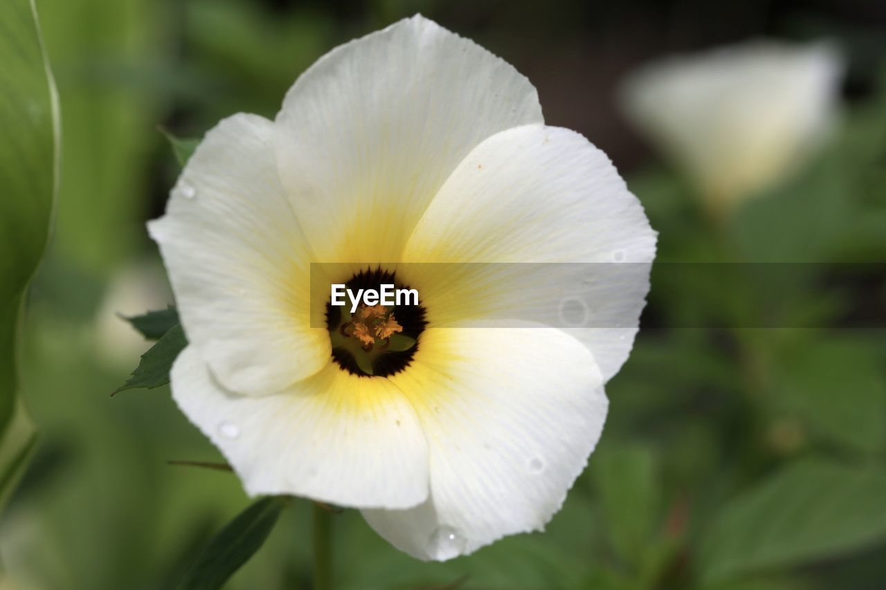 CLOSE-UP OF WHITE FLOWER BLOOMING