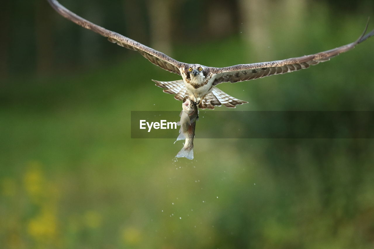 Close-up of eagle with prey