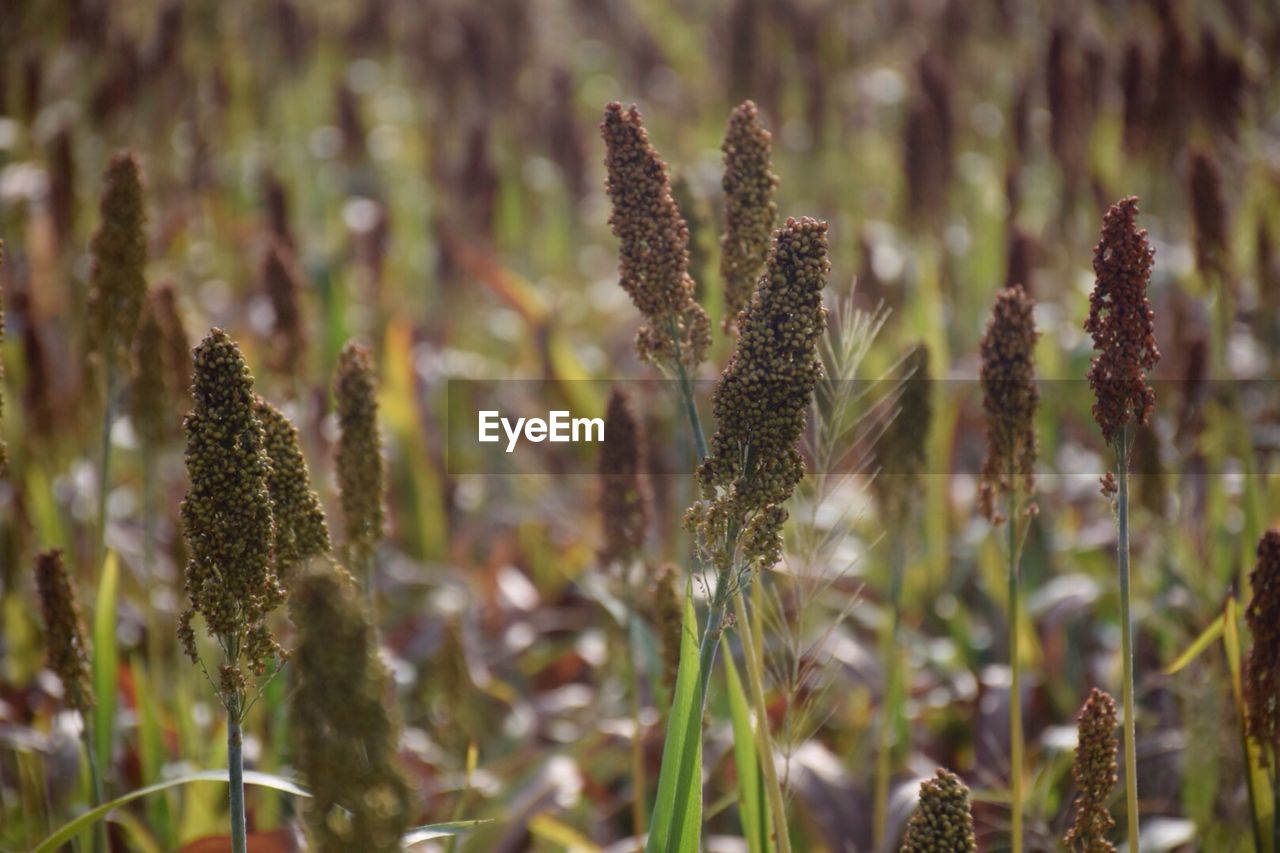 CLOSE-UP OF PLANT ON FIELD