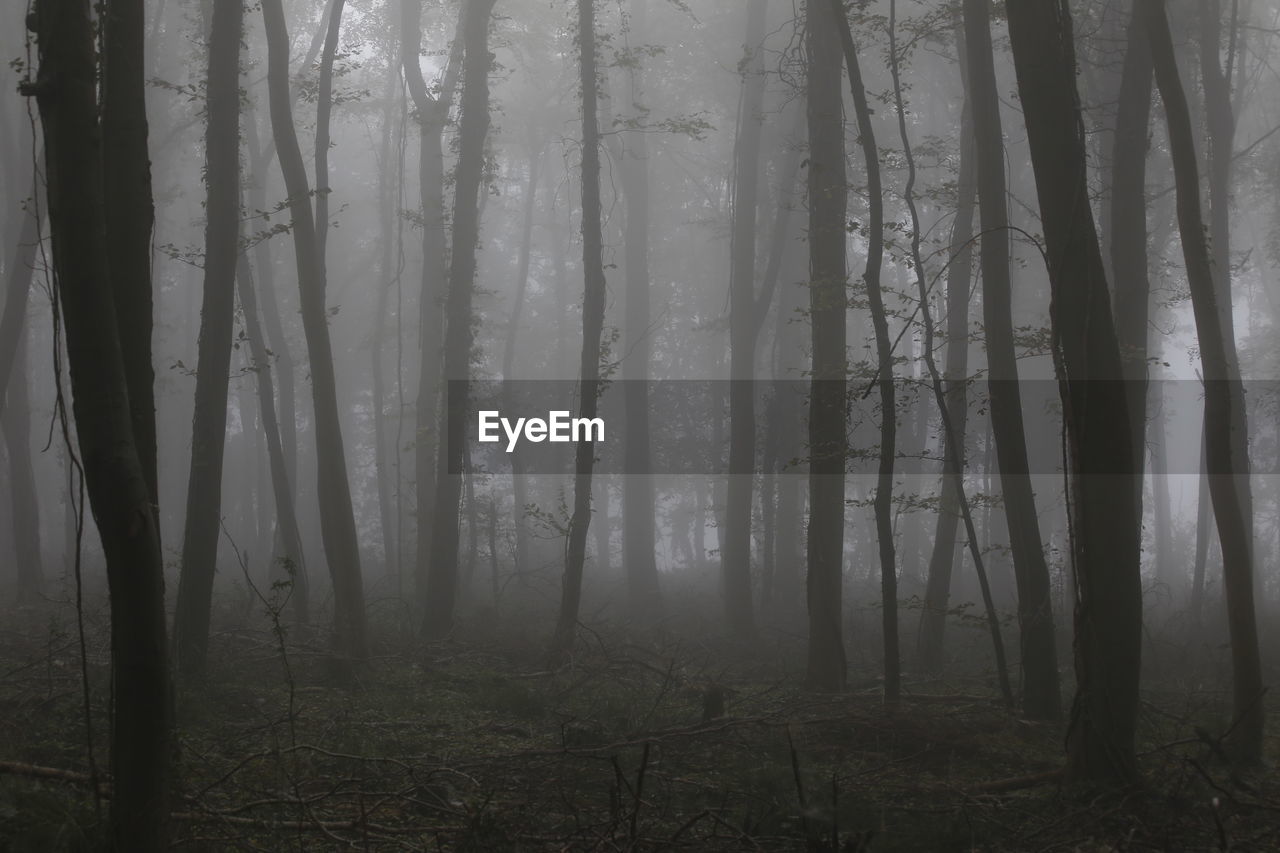 TREES GROWING IN FOREST