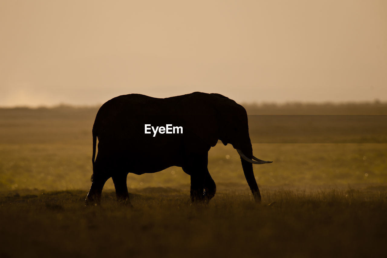 HORSE STANDING ON FIELD