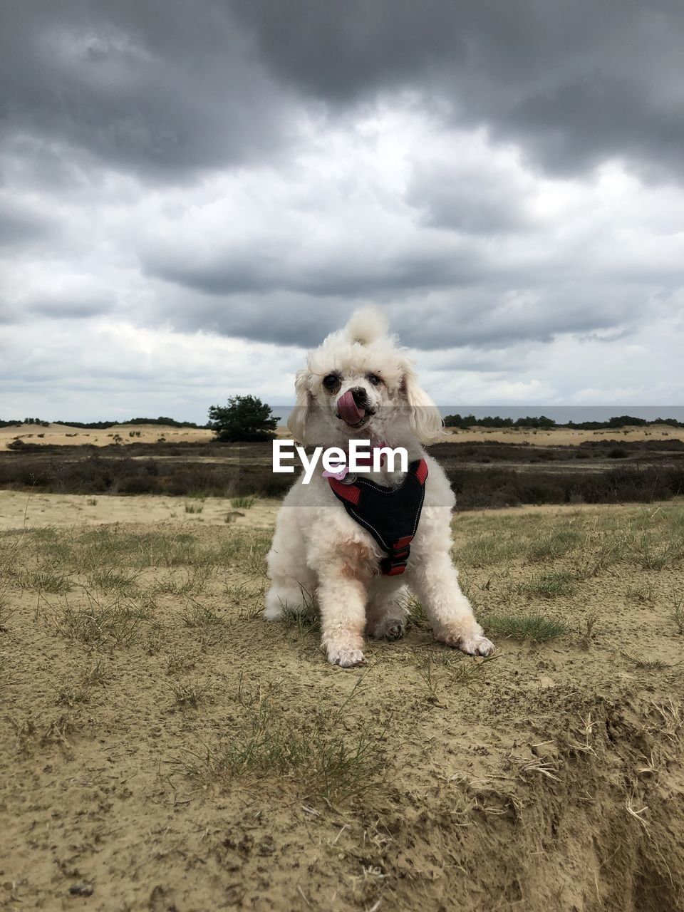 DOG IN THE FIELD
