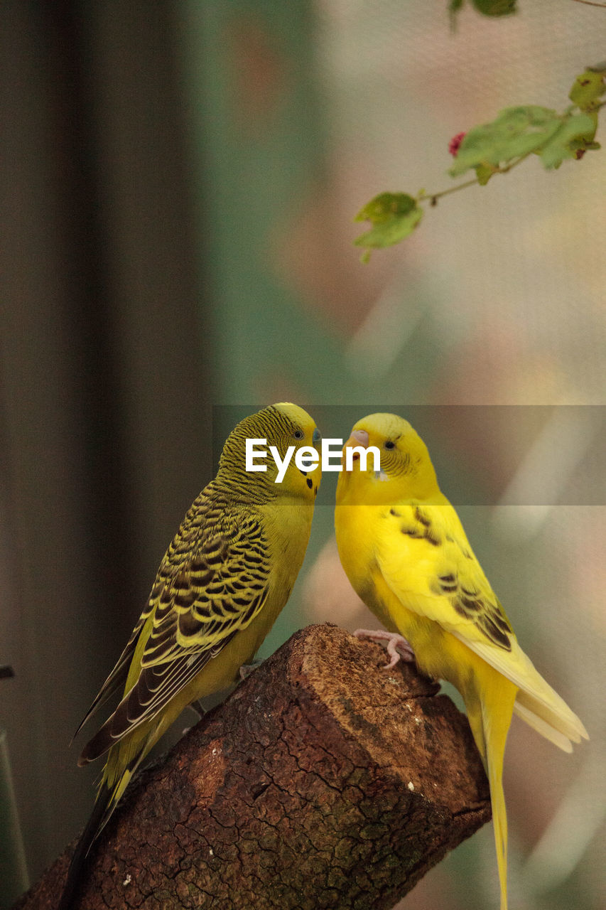 Courting budgerigar parakeet birds melopsittacus undulatus offer each other seed.