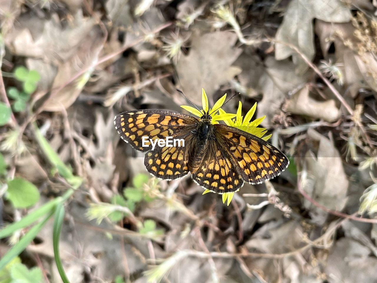 CLOSE-UP OF BUTTERFLY ON FLOWER