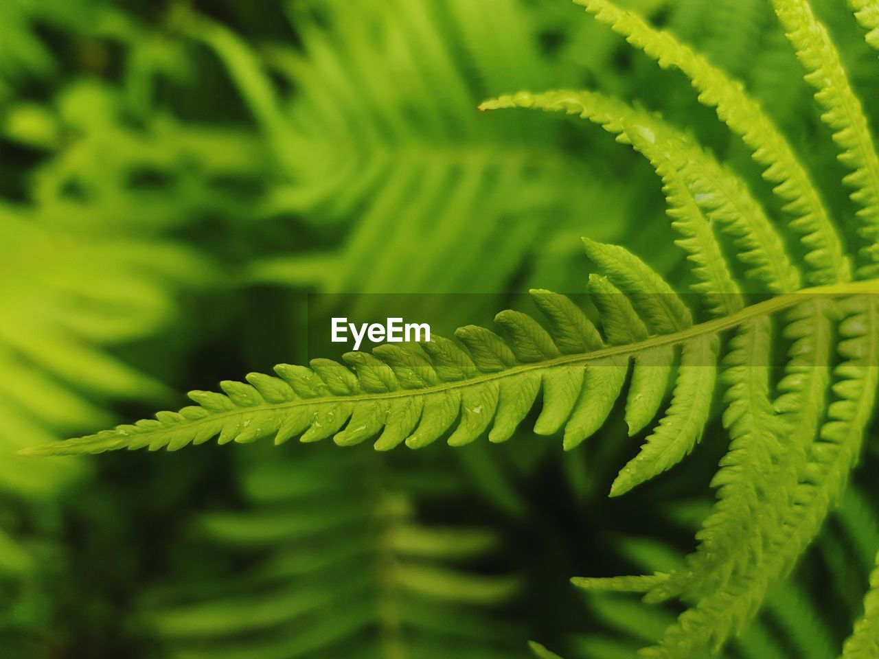 Close-up of fern leaves