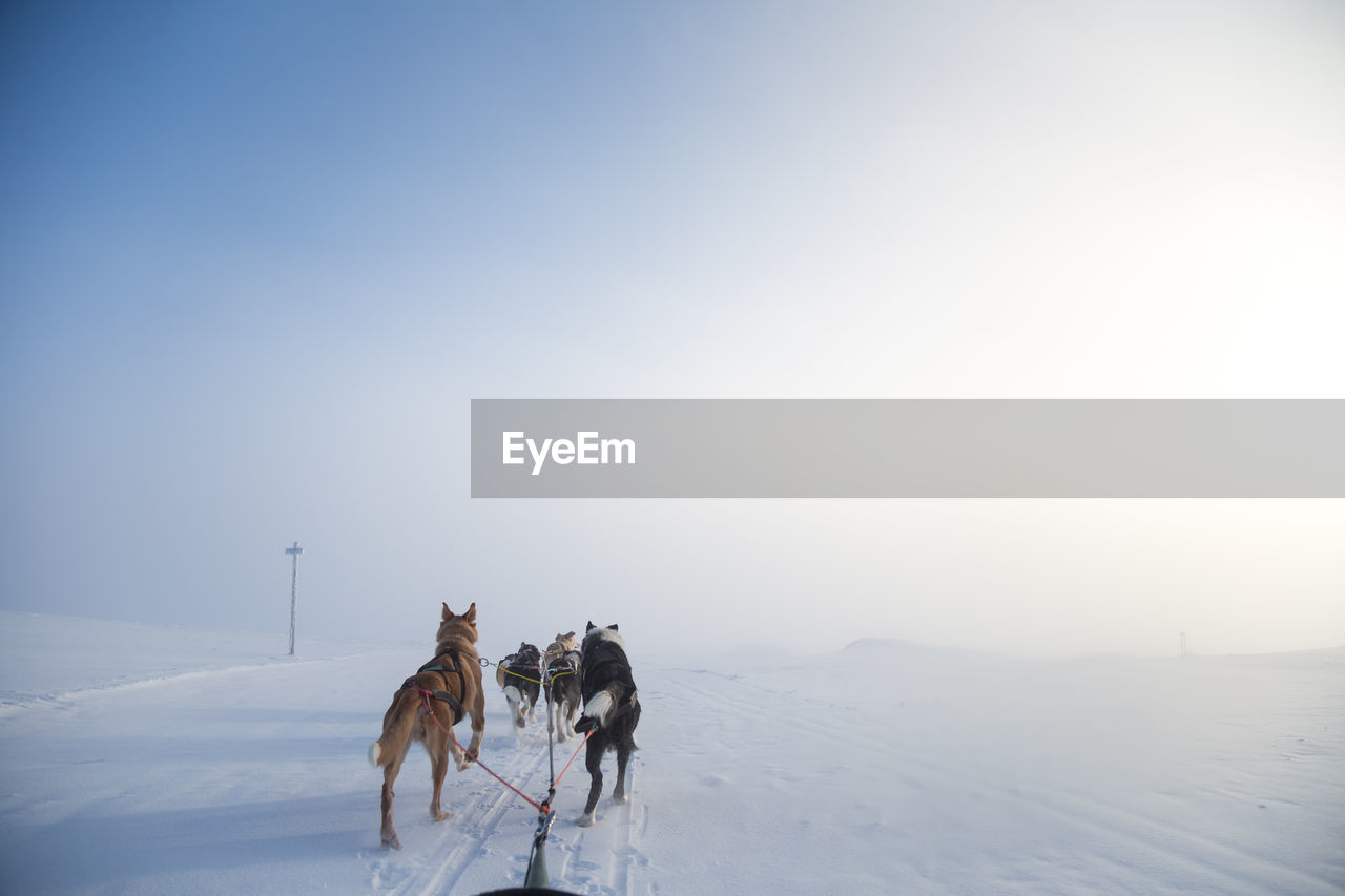 A beautiful husky dog team pulling a sled in beautiful norway morning scenery. 