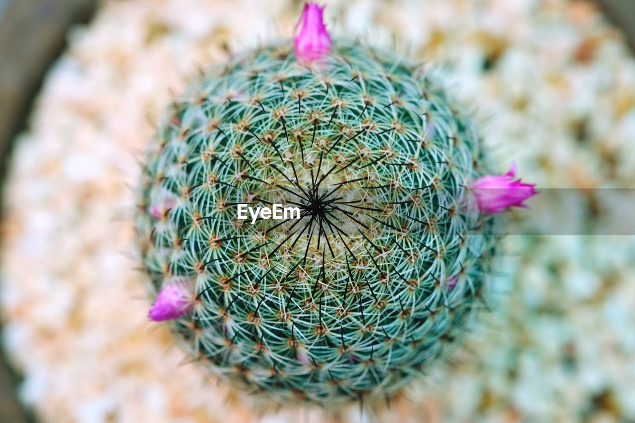 CLOSE-UP OF CACTUS